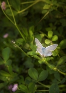 Nome File=Blu_butterfly_for.jpg
Dimensione File=116KB
Dimensioni=540x748
Data aggiunta=Giu 01, 2010 Blu_butterfly_for.jpg