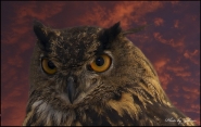 Nome File=Eyes_Ciuwett_Sky_Sign.jpg
Dimensione File=162KB
Dimensioni=800x506
Data aggiunta=Set 14, 2010 Eyes_Ciuwett_Sky_Sign.jpg