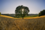 Nome File=Only_Tree_For.jpg
Dimensione File=165KB
Dimensioni=780x519
Data aggiunta=Giu 22, 2011 Only_Tree_For.jpg