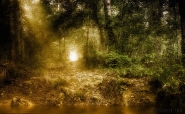 Relaxing_undergrowth.jpg