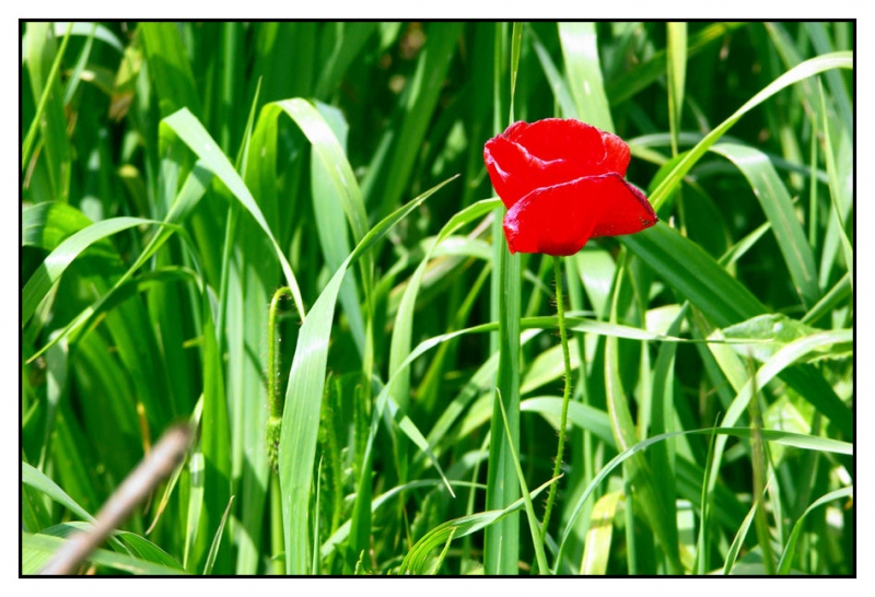Clicca per l'immagine full size