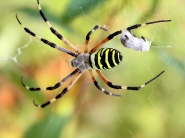 Nome File=Argiope.jpg
Dimensione File=217KB
Dimensioni=900x675
Data aggiunta=Apr 02, 2010 Argiope.jpg