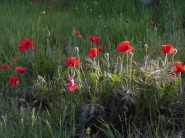Papaveri.jpg