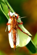 Nome File=cavolaia_cattuata_da_un_asilide.jpg
Dimensione File=236KB
Dimensioni=602x900
Data aggiunta=Giu 01, 2010 cavolaia_cattuata_da_un_asilide.jpg