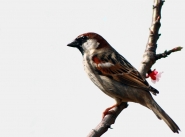 Nome File=passer_domesticus.jpg
Dimensione File=126KB
Dimensioni=916x682
Data aggiunta=Apr 04, 2010 passer_domesticus.jpg