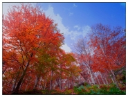 autunno-rouge.jpg