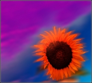 il_girasole3.jpg