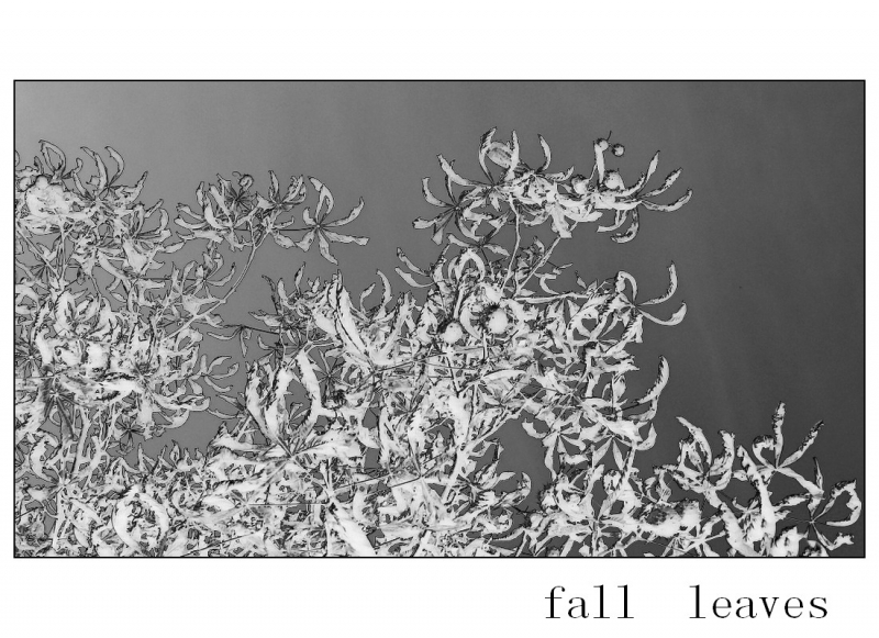 Clicca per l'immagine full size