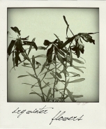 Nome File=drywinterflowers.jpg
Dimensione File=164KB
Dimensioni=600x729
Data aggiunta=Nov 10, 2010 drywinterflowers.jpg
