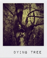 Nome File=dyingtree.jpg
Dimensione File=193KB
Dimensioni=600x727
Data aggiunta=Lug 15, 2011 dyingtree.jpg