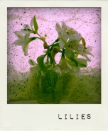 Nome File=lilies.jpg
Dimensione File=164KB
Dimensioni=600x727
Data aggiunta=Mag 24, 2011 lilies.jpg