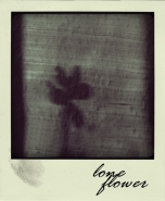 loneflower.jpg