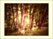 Nome File=parktrees.jpg
Dimensione File=297KB
Dimensioni=1200x900
Data aggiunta=Mag 28, 2019 parktrees.jpg