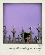 Filename=seagullsrestingonaroof.jpg
Filesize=146KB
Dimensions=600x729
Date added=Aug 30, 2010 seagullsrestingonaroof.jpg