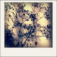 shadowflowers.jpg
