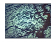 Nome File=spidertree(1).jpg
Dimensione File=360KB
Dimensioni=1200x900
Data aggiunta=Giu 14, 2019 spidertree(1).jpg