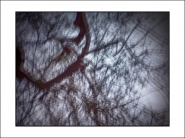 Nome File=spidertree(3).jpg
Dimensione File=311KB
Dimensioni=1200x900
Data aggiunta=Giu 15, 2019 spidertree(3).jpg