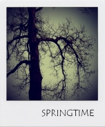 springtime.jpg