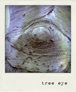 treeeye.jpg