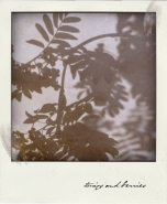 Nome File=twigsandberries.jpg
Dimensione File=129KB
Dimensioni=600x729
Data aggiunta=Dic 25, 2010 twigsandberries.jpg