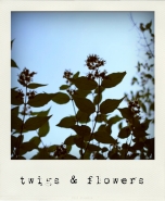 Nome File=twigsandflowers.jpg
Dimensione File=126KB
Dimensioni=600x727
Data aggiunta=Apr 02, 2011 twigsandflowers.jpg