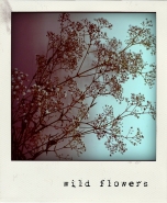 Nome File=wildflowers.jpg
Dimensione File=195KB
Dimensioni=600x729
Data aggiunta=Mar 24, 2011 wildflowers.jpg