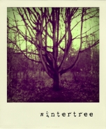 wintertree~0.jpg
