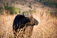 Buffalo.jpg Buffalo.jpg