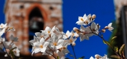 FIORI-DI-MAGGIO.jpg