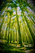 FORESTA-2020.jpg
