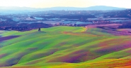 GRANO-TRANSGENICO.jpg