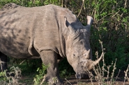 Rino-4.jpg