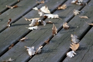 autunno.jpg