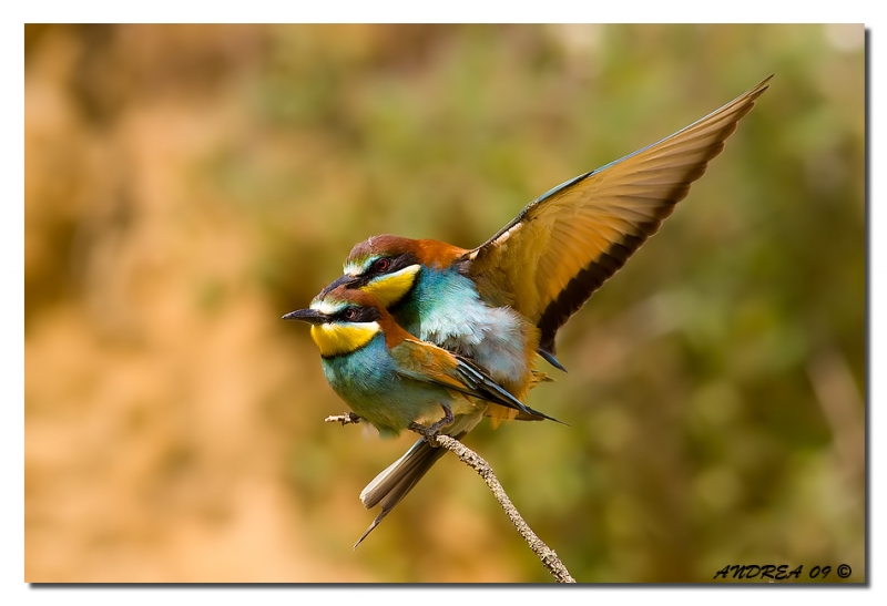 Clicca per l'immagine full size