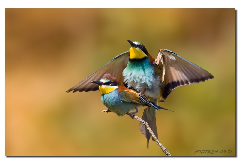 Clicca per l'immagine full size