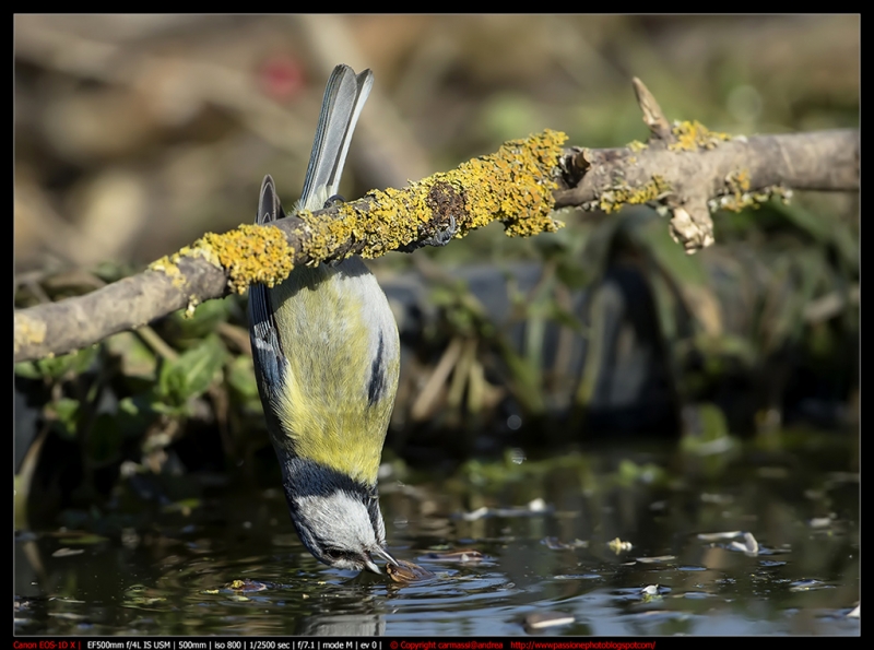 Clicca per l'immagine full size