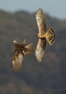 Filename=33.jpg
Filesize=259KB
Dimensions=849x1200
Date added=Feb 04, 2013 33.jpg