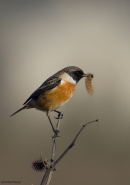 Filename=saltimpalo.jpg
Filesize=402KB
Dimensions=849x1200
Date added=Feb 06, 2013 saltimpalo.jpg