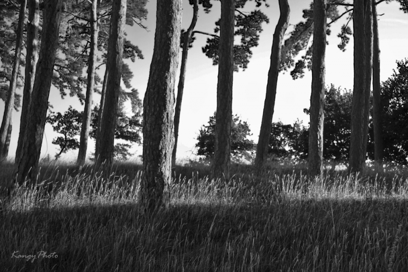 Clicca per l'immagine full size