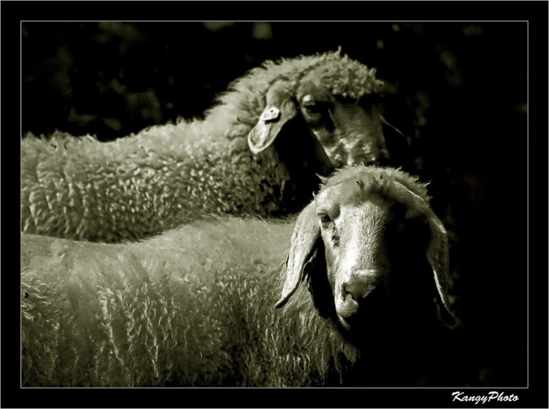 Clicca per l'immagine full size