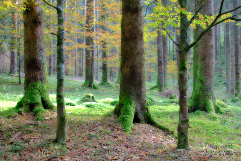 Clicca per l'immagine full size