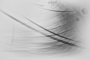 IMG_6339bn.jpg IMG_6339bn.jpg