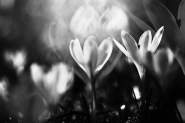 Nome File=fiore_.jpg
Dimensione File=339KB
Dimensioni=1001x667
Data aggiunta=Mar 15, 2017 fiore_.jpg