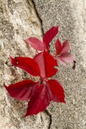 Nome File=foglie_rosse.jpg
Dimensione File=311KB
Dimensioni=667x1000
Data aggiunta=Ott 24, 2010 foglie_rosse.jpg
