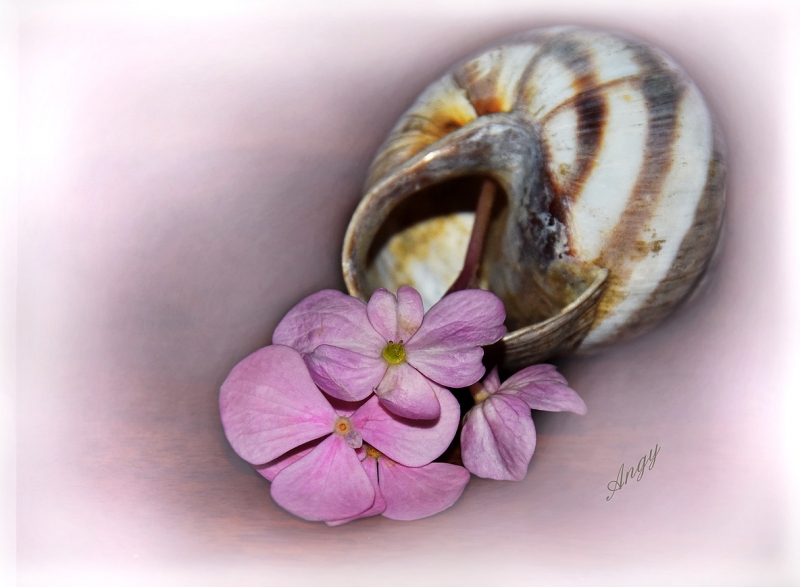 Clicca per l'immagine full size