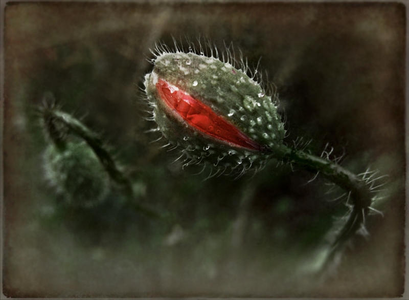 Clicca per l'immagine full size