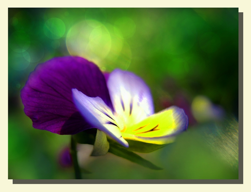 Clicca per l'immagine full size