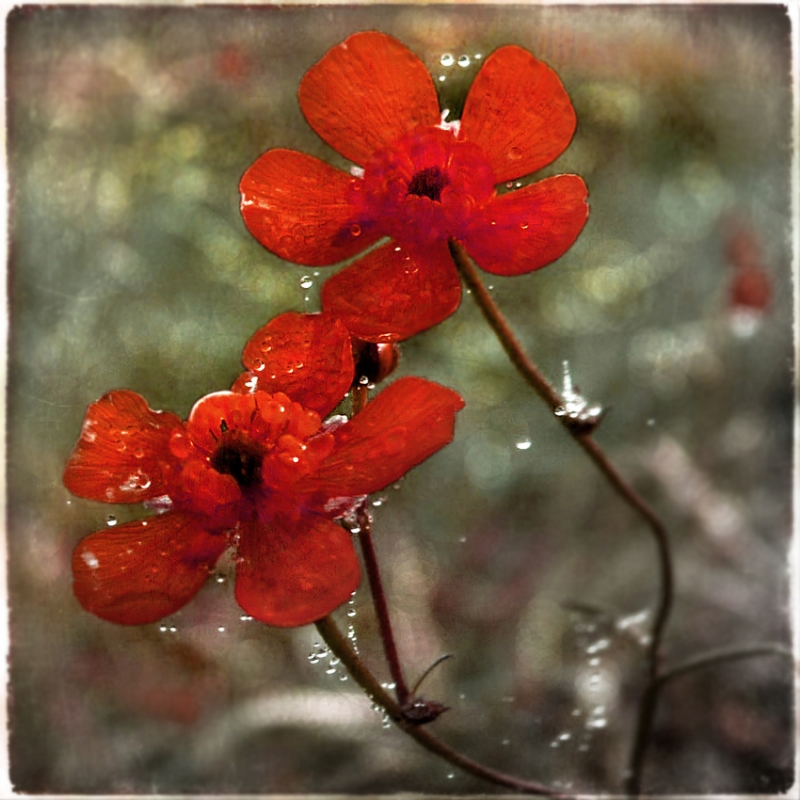 Clicca per l'immagine full size