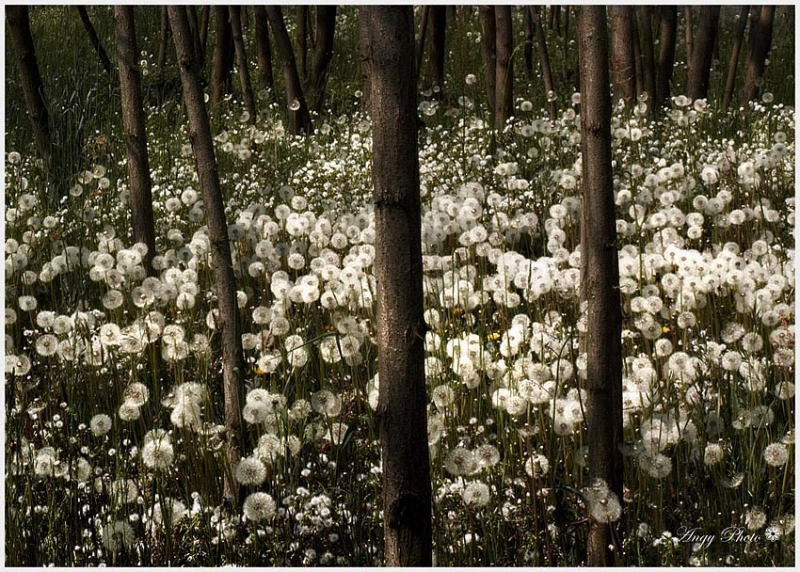 Clicca per l'immagine full size