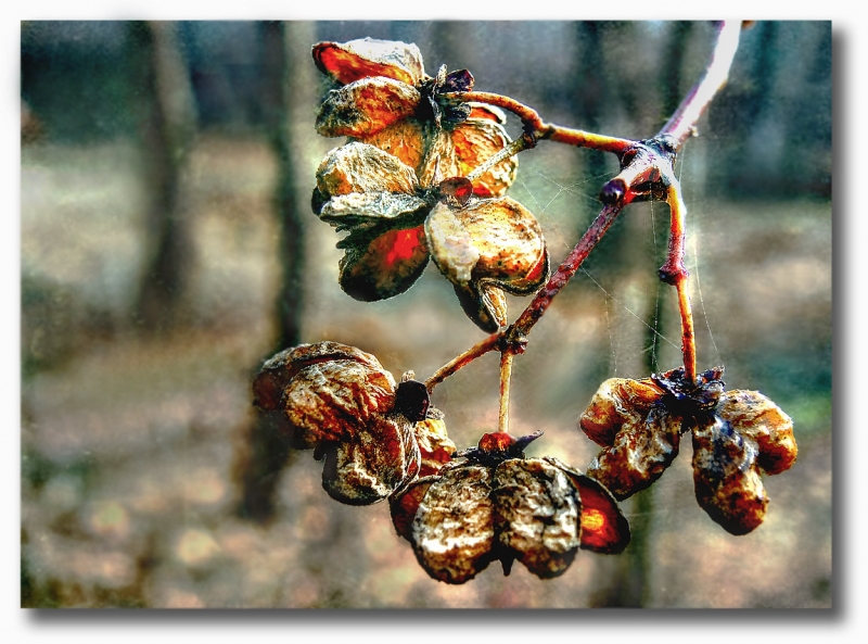 Clicca per l'immagine full size